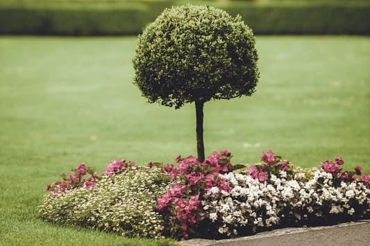 Árboles frutales que crecen poco: 9 opciones perfectas para jardines pequeños